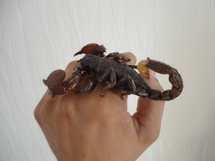 ����� ����������, �10