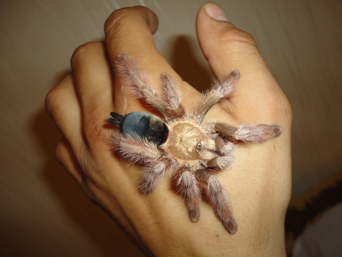 �������, �8