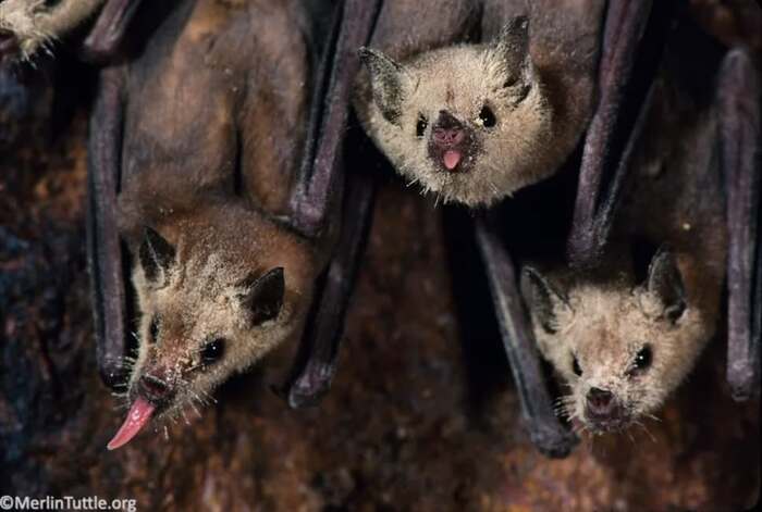 Leptonycteris yerbabuenae, �������� ������� ������� ����� ���