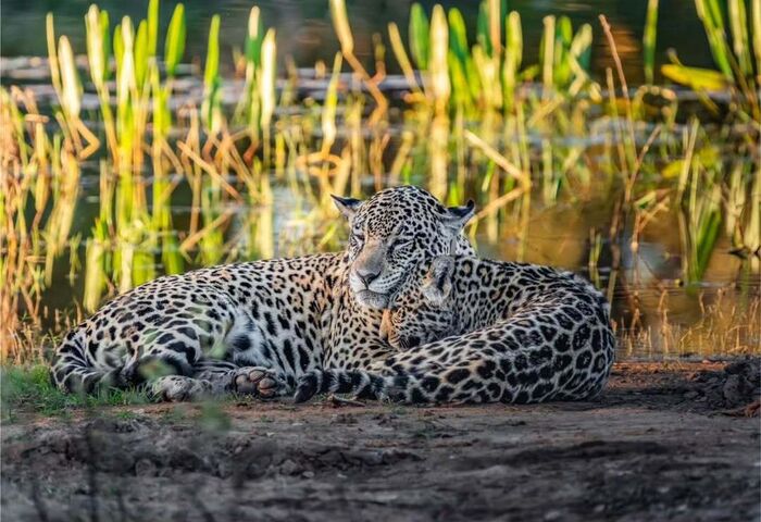 ����������� �������������