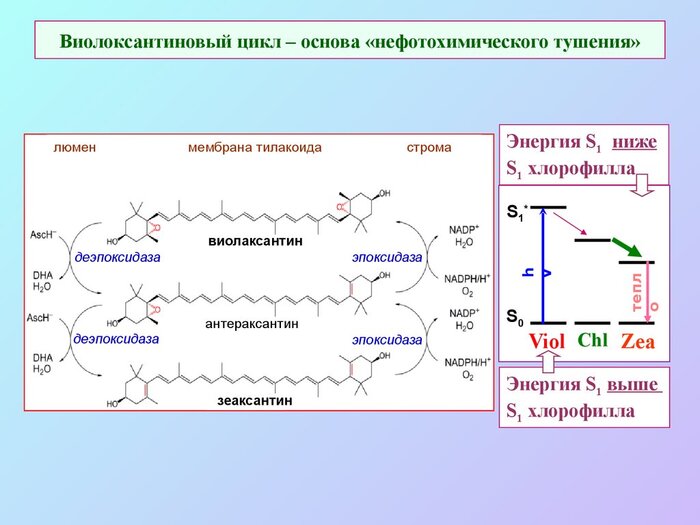 ������� NPQ