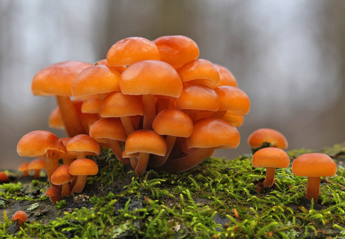 ���� �. ����������.