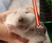 ��� ������� (�������)