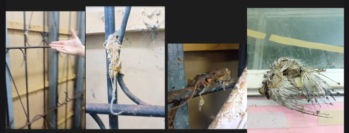 Вот эти ребята десятками были развешаны по периметру магазина. И они годами лежали за стеллажами, которые никто не отодвигал и разлагались... наполняя воздух незабываемым ароматом гниения...