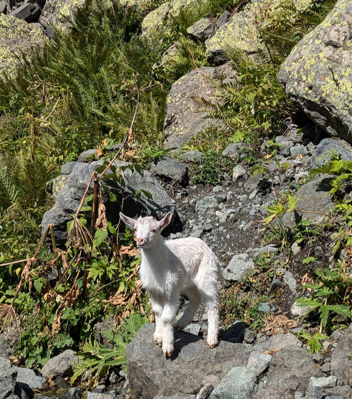 ���������, ������� �� ������� �� ����?..