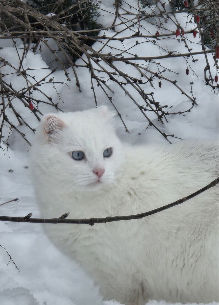 ������� ������������ ������������ ���