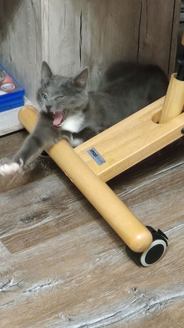 Зевает =) Взгляд лихой и придурковатый, как положено, это семейное.