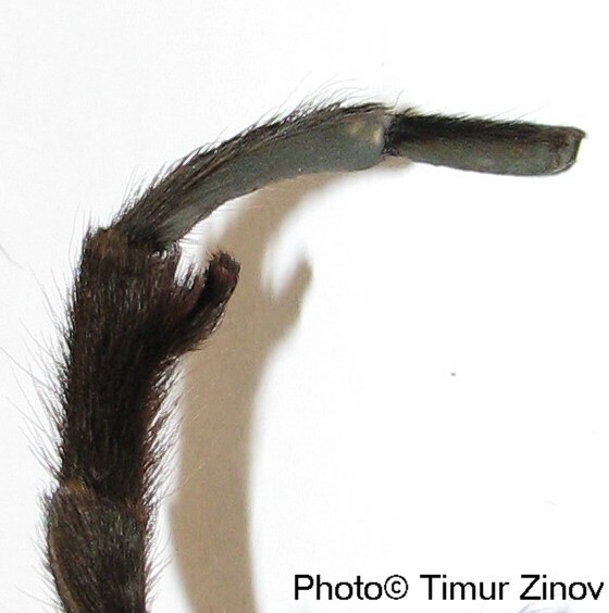 ���������� ������ Aphonopelma bicoloratum