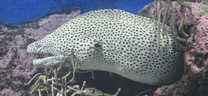 ����� ��������� ������