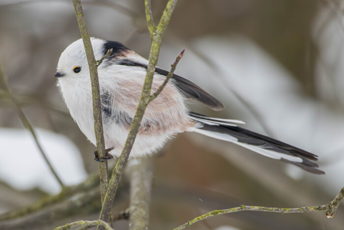 (���� �� ���� ��� ������� ��������)