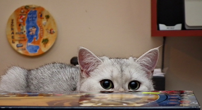 ����� �� ���� ���� ������