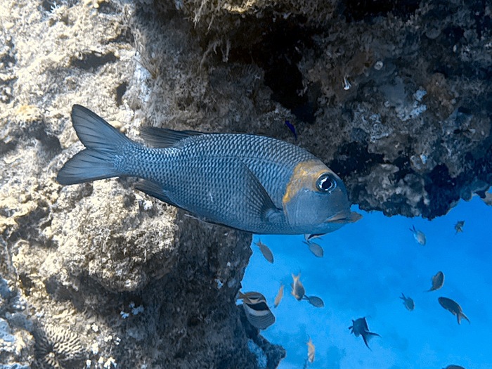 Оказывается в Красном море водятся лещи