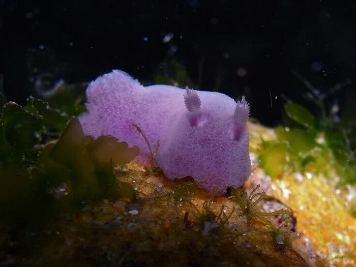 ������� �������. ����� ��������� � ��������� ���������