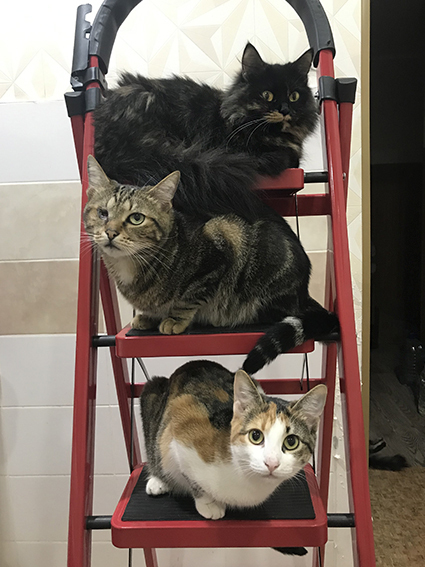 ������ ������������ �������...