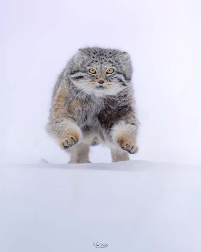 ����� �������