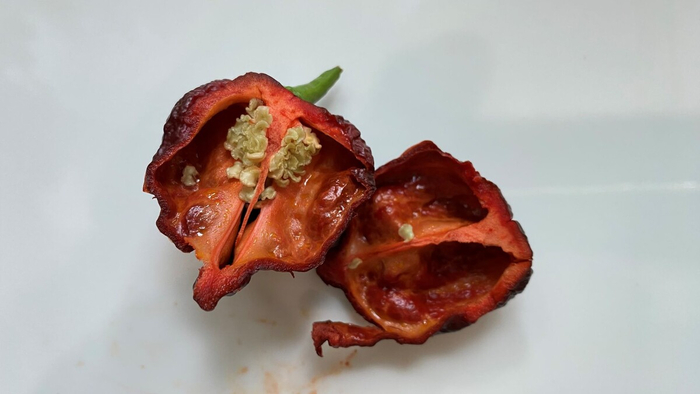 ������ �����