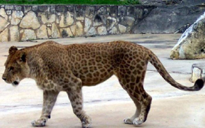 ������ (���+�������)