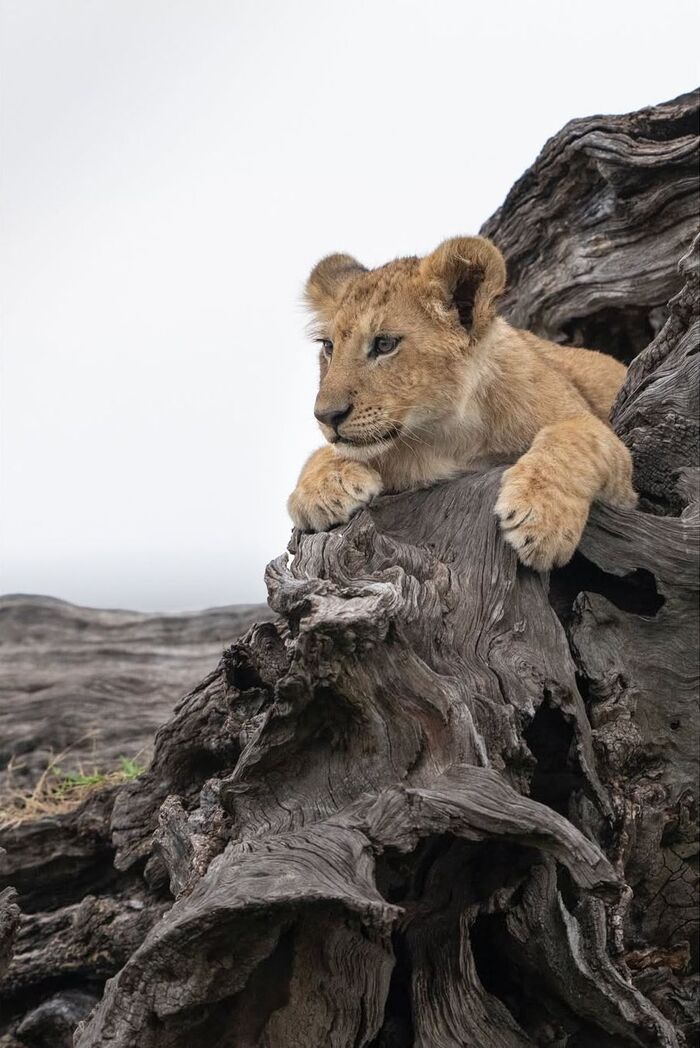 Наблюдательный пункт