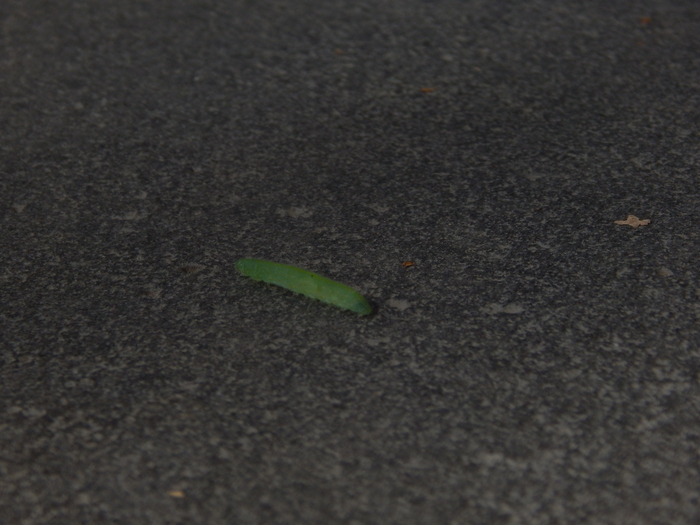 �������� ������ �������.