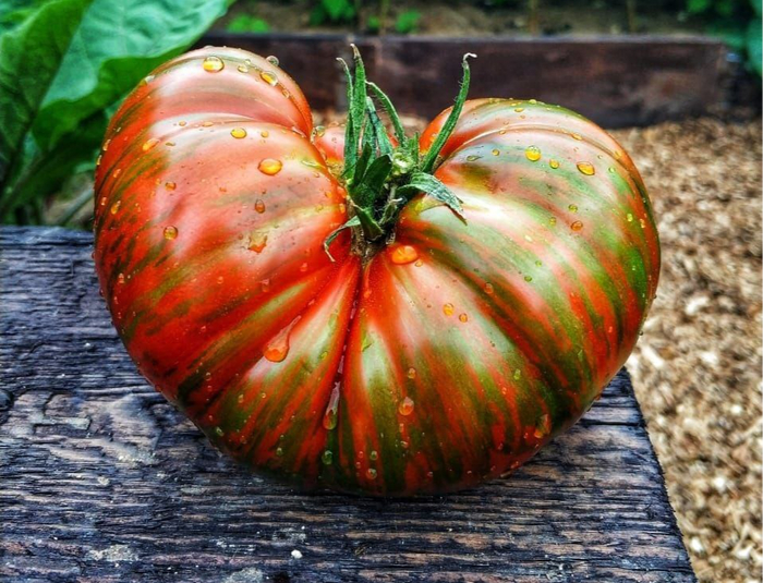 Полосатый шоколад, сорт