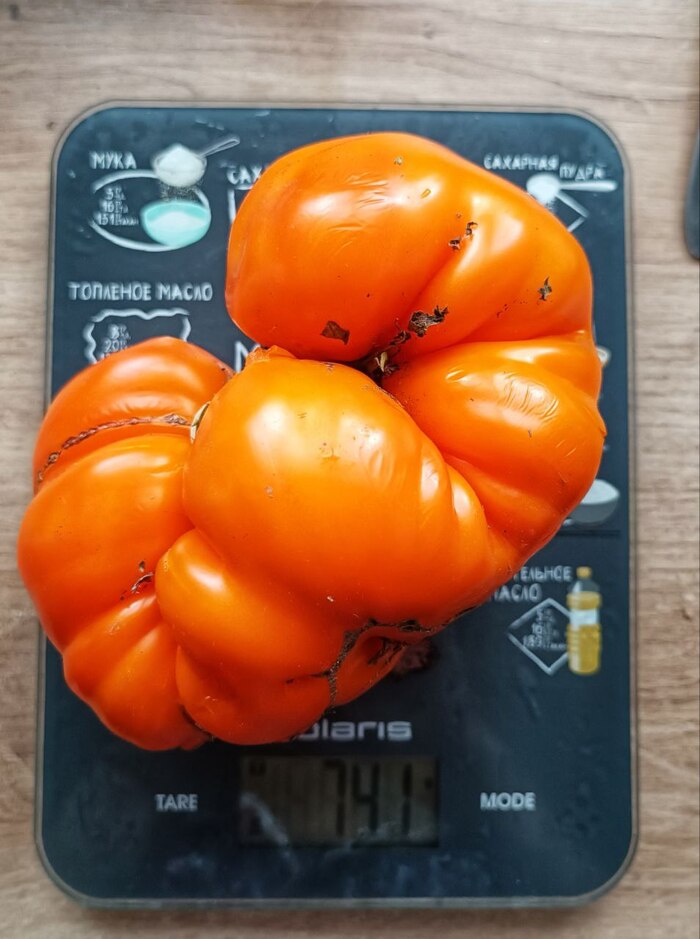 Оранжевый бизон