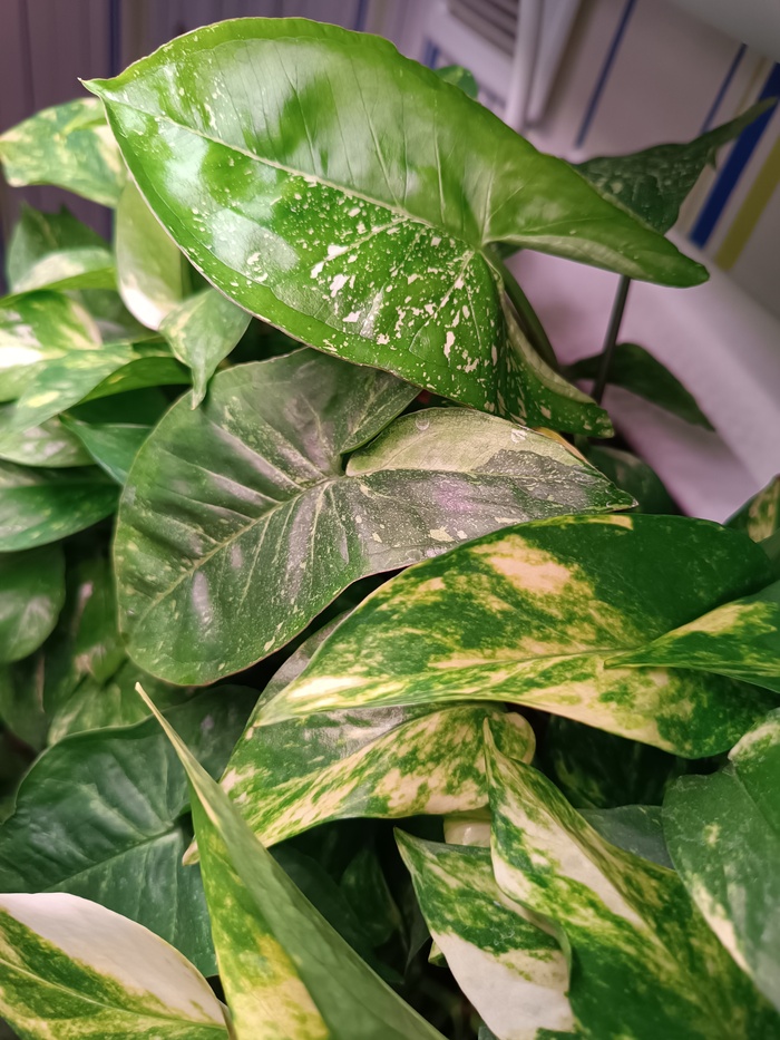 ��������� �����