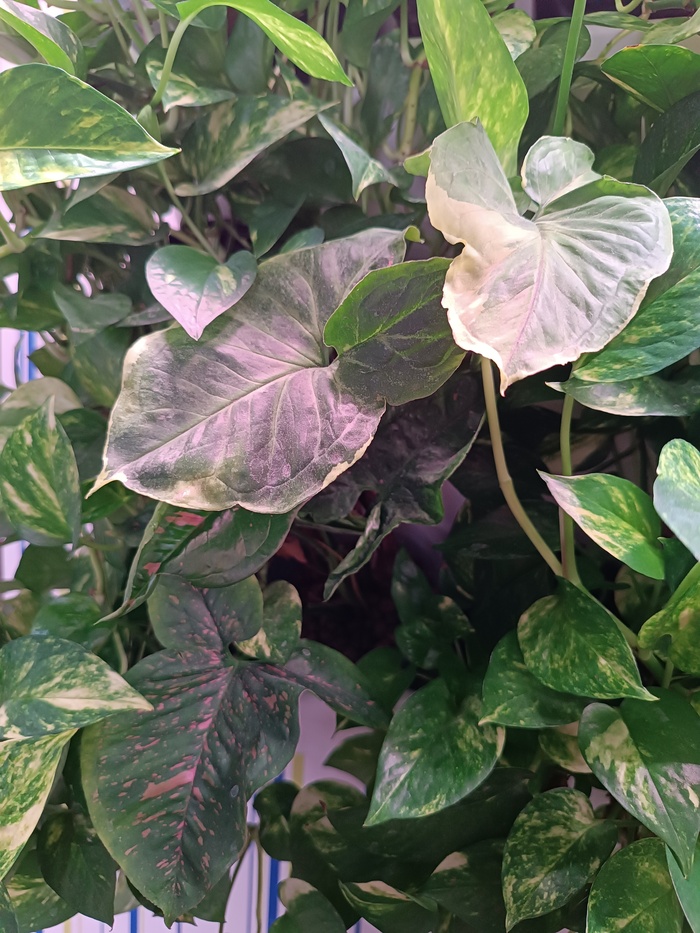 ������ ��� ���� ����������� ����� ���� ����� 