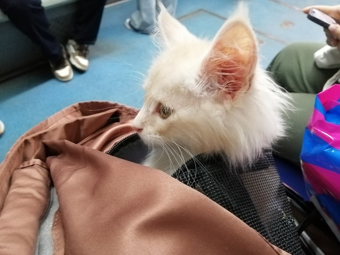 ����������� ���� �����, ��� 2 ������