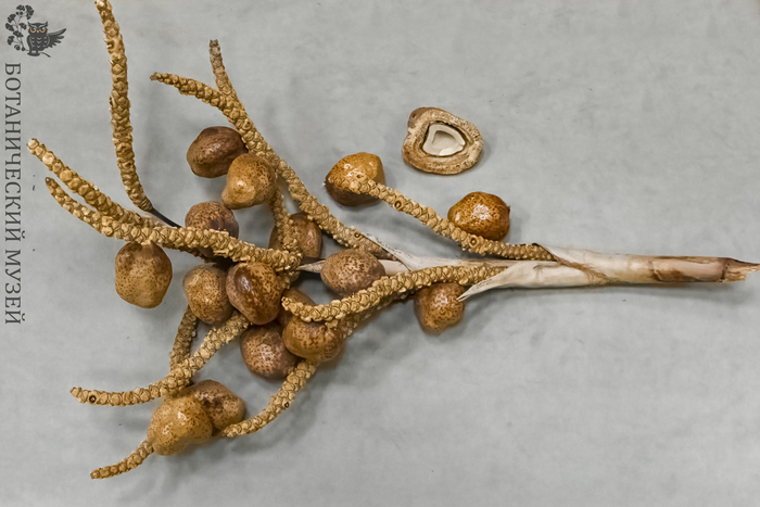 ����� ������-���. �� ���������� ������������� ����� ��� ���.