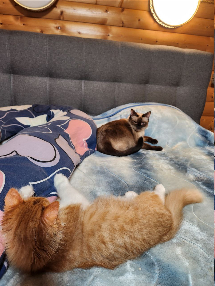 Наигрались и спят