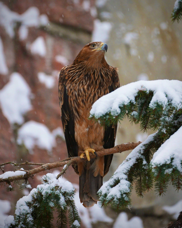 Орёл-могильник