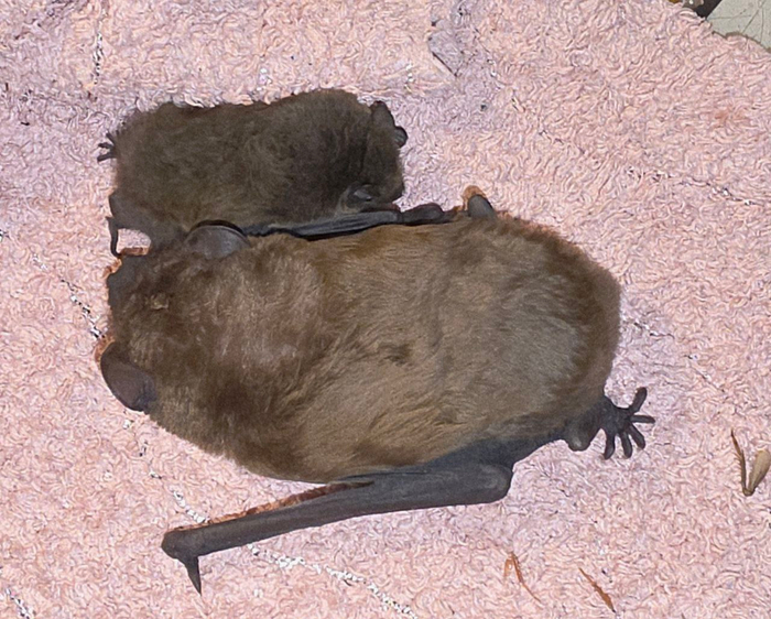 ������� - �����