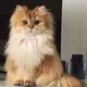 ������ ������������ nozna