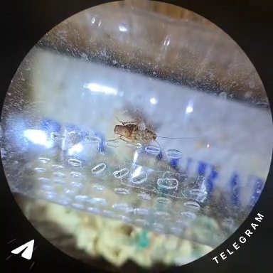 Ответ на пост «Так и не нашлось дома для Валеры»