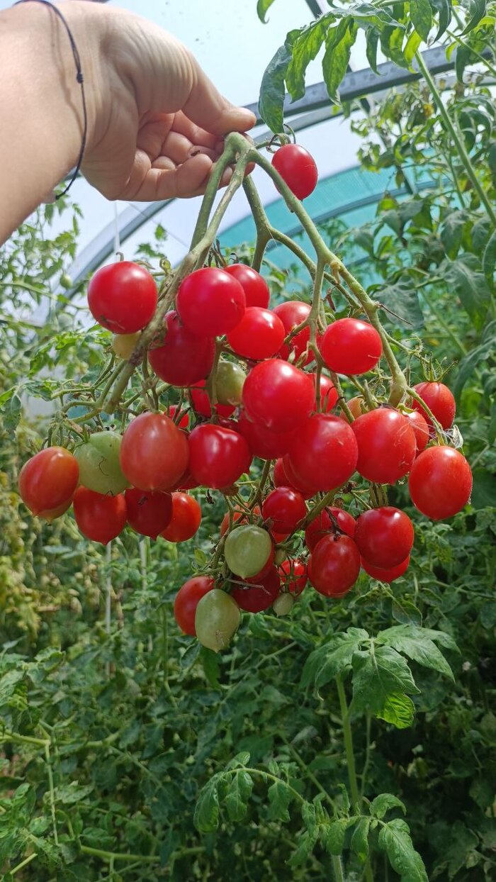 Виноградный гигант