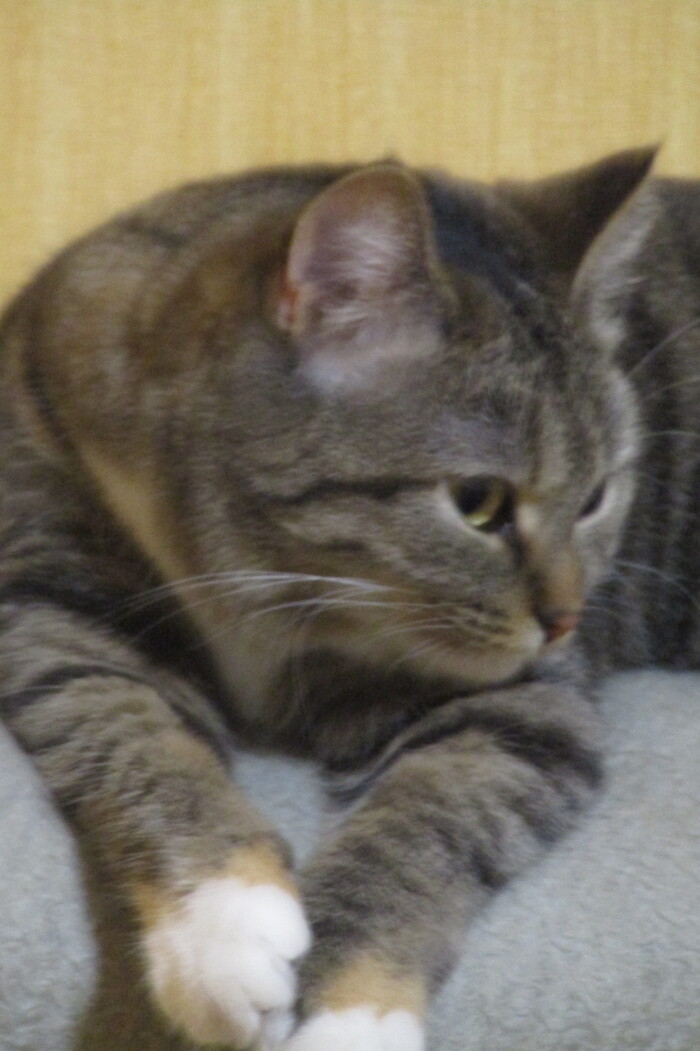 ������ ����, ������ �����