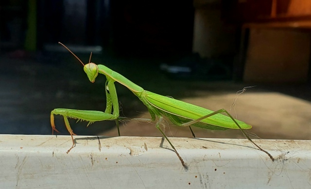 ����� �� ���� ���� � �� ������� ���� ��� �������