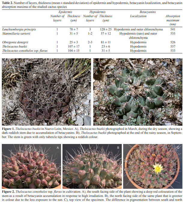 ��� �������, ���������� ��������� �������� � "Tissue localization of betacyanins in cactus stems"
