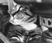 ��� ������