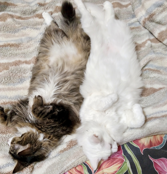 ���� ��� �����...