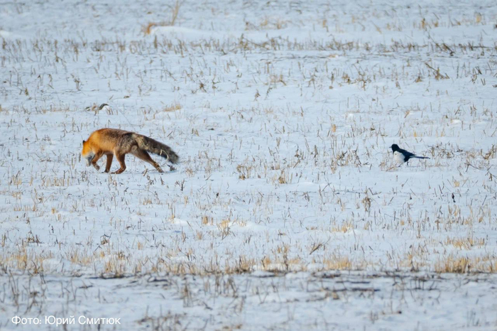 ����� ���-������ ������, �, ���� ���, ������ ����