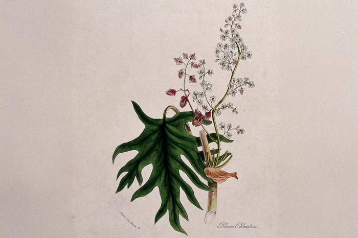 Ревень китайский или турецкий (Rheum palmatum): цветущий и плодоносящий стебель с листом. Цветная цинкография по М.А. Бернетту, около 1842 г.