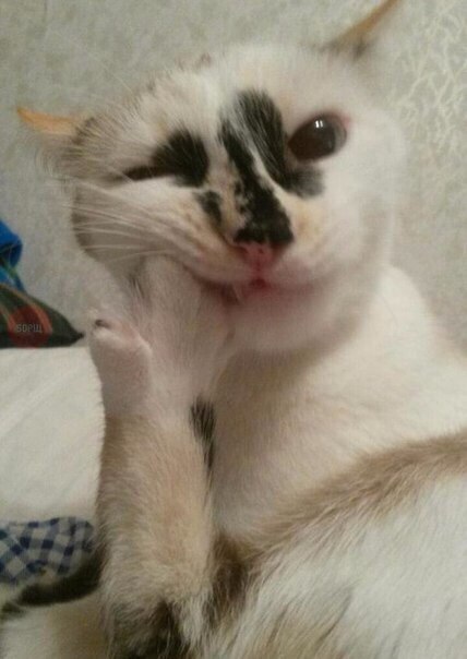 Когда ириска застряла в зубах