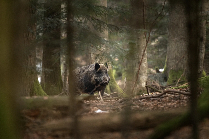 Martin Prochazkacz/<!--noindex--><a href="https://pikabu.ru/story/derzhite_sobak_na_povodkakh_13623007?u=http%3A%2F%2FShutterstock.com&t=Shutterstock.com&h=2377e513ad78ce01fb44e44c411eed8795b6d7ea" title="http://Shutterstock.com" target="_blank" rel="nofollow noopener">Shutterstock.com</a><!--/noindex--> [������, ��� ��������� ����� ������ �� �����, � �� ���������� ����� ���� �������]