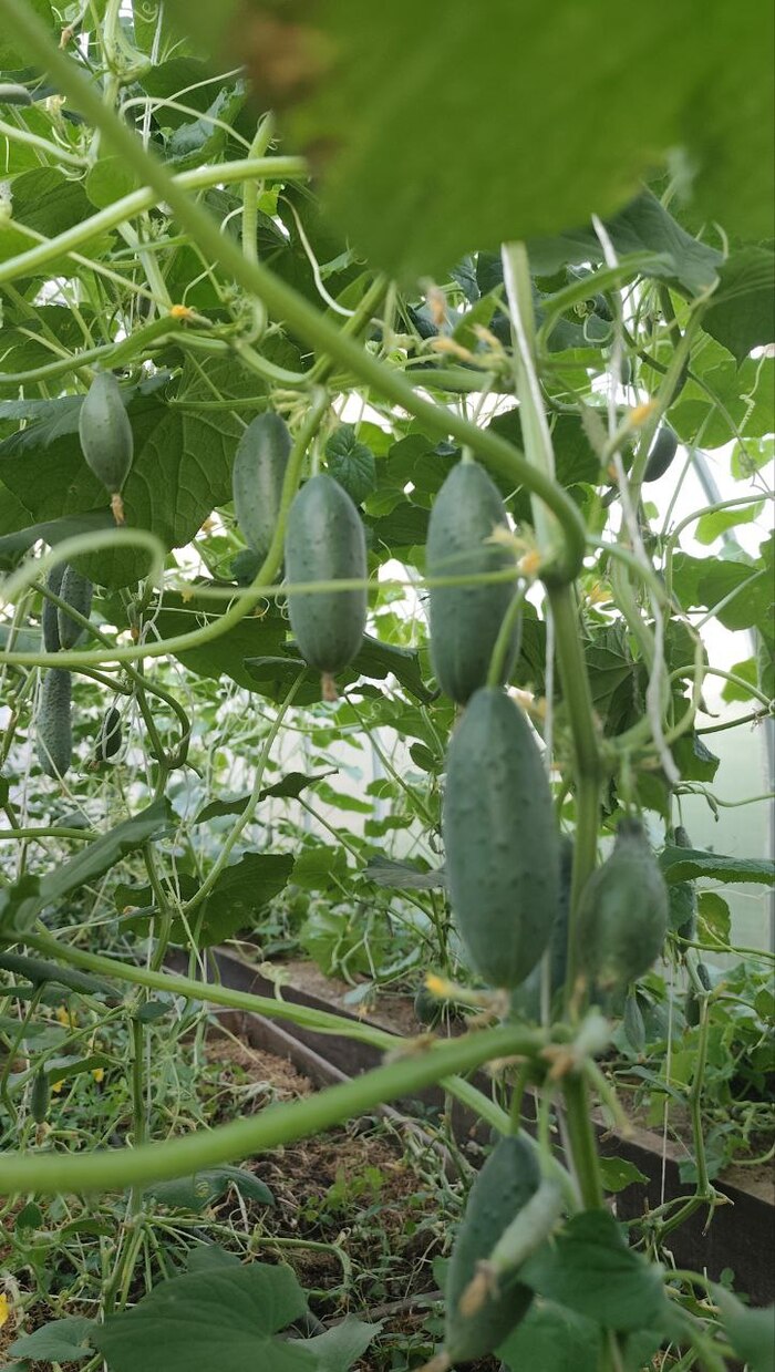 ������ ������