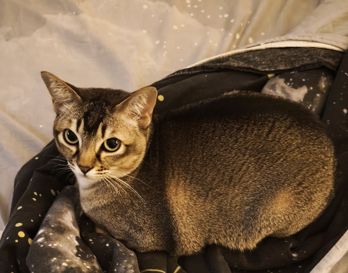 Эти глаза напротив...