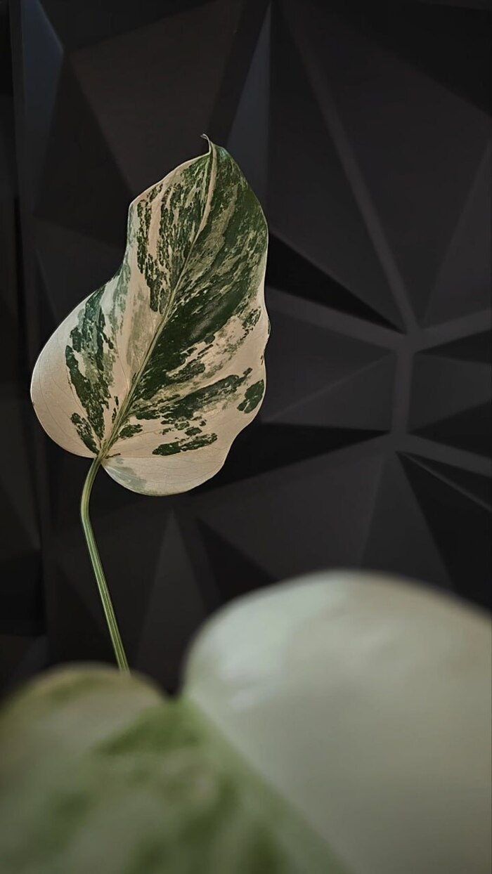 � ����� �� ������, ��� �������� deliciosa (������������) ������������� ���������