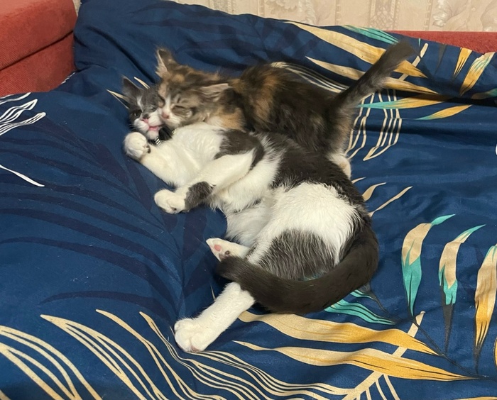 ������� ��������