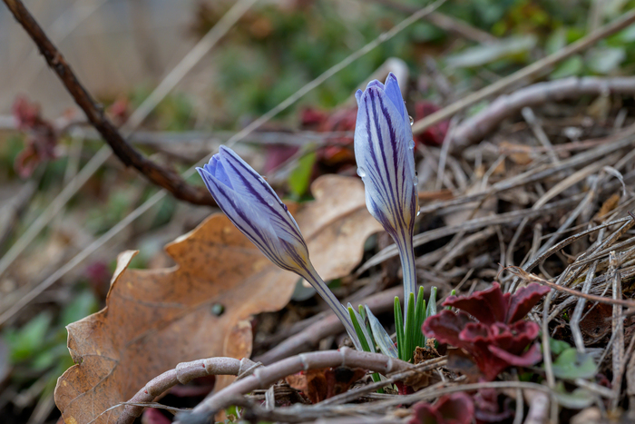Первые Крокусы в этом году