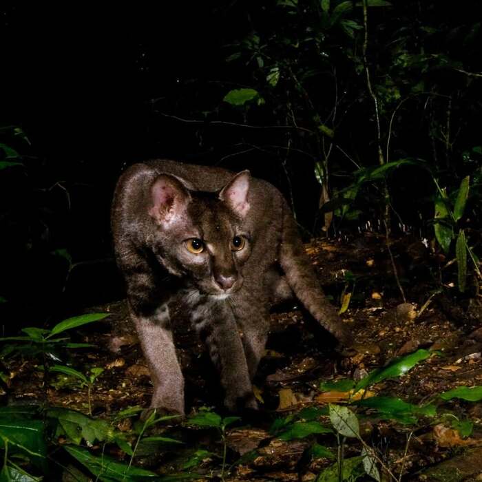 Золотая кошка